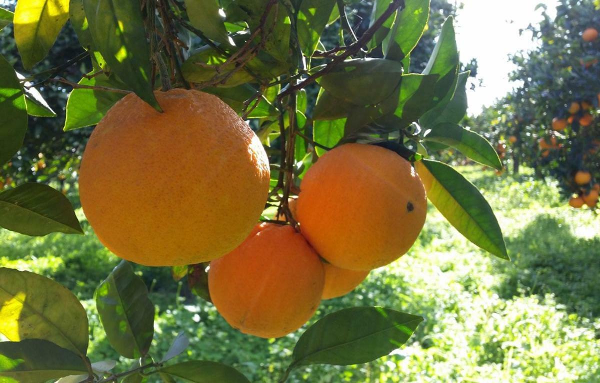 Anna Belle Elegant Agriresort Sorrento Ngoại thất bức ảnh