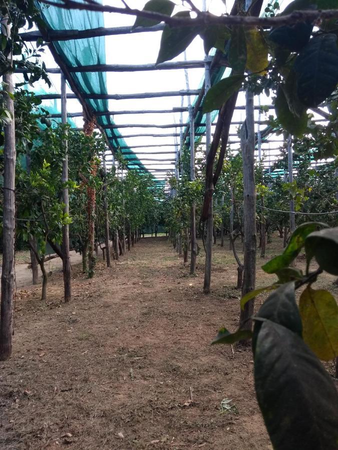 Anna Belle Elegant Agriresort Sorrento Ngoại thất bức ảnh