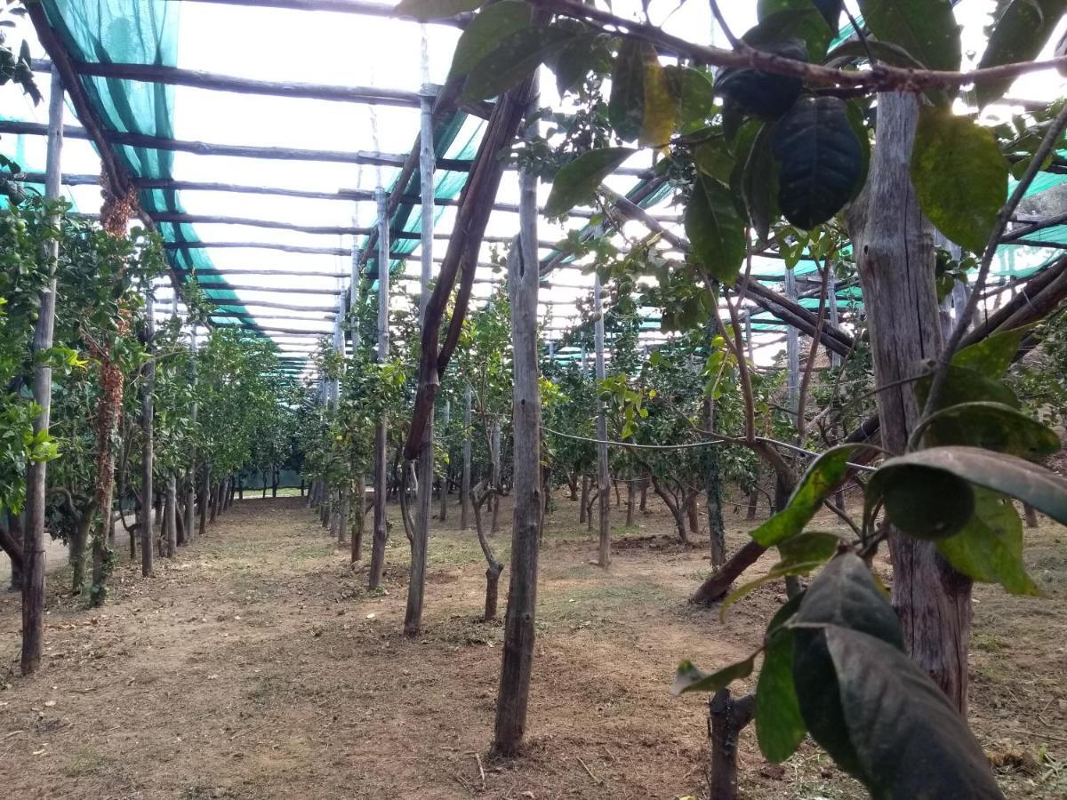 Anna Belle Elegant Agriresort Sorrento Ngoại thất bức ảnh