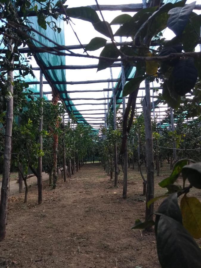 Anna Belle Elegant Agriresort Sorrento Ngoại thất bức ảnh